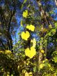 yellow leaves of vine