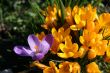 Spring flowers