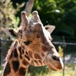 Baringo Giraffe 4751