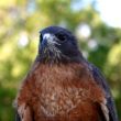 Red Tailed Hawk 4804
