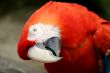 Scalet Macaw 4865
