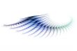 fish wings and feather abstract