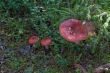 red russules