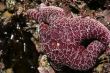 Purple starfish