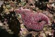 Purple starfish
