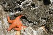 Orange starfish