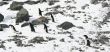 Six young Adelie penguins out for a stroll