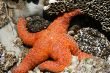 Orange starfish