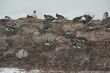 Gentoo penguin colony, nesting birds