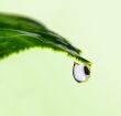 Water drop on a leaf