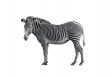 Zebra 2