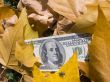 American dollars and autumn  leaves