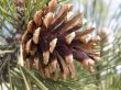 Pine cone on a branch with needles