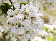 Crab apple blossoms in the spring