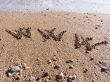 WWW on sand