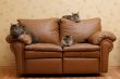 Three cats on a sofa