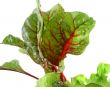 Red Chard Lettuce