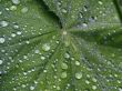 lotus effect