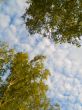 Top of tree