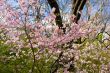Blooming garden