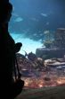 Aquarium Viewing