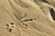 footprint bird