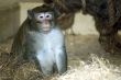chimpansee