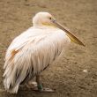 Pelican