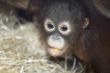 baby chimpanzee