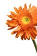 gerber flower