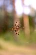 The spider