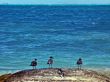 Caribbean Seascape with Three Birds