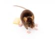 Brown Rat