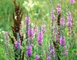 Meadow flowers