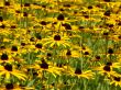 Flower meadow