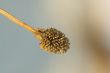 Macro Plant