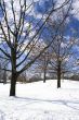 Naked trees in winter