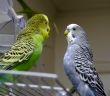 Two parakeets