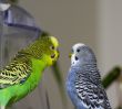 Two parakeets