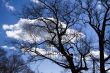 Naked winter trees with clouds
