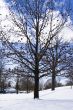 Naked trees in winter