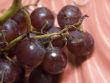 Macro close-up of red vine grapes