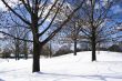 Naked trees in winter