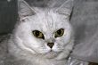 complacent cat