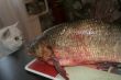 cat and fish