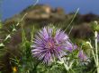Lilac flower