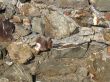 Stones wall texture