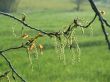 Branch