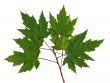 Branch maple