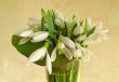 Snowdrop flowers